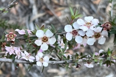 Wildflowers