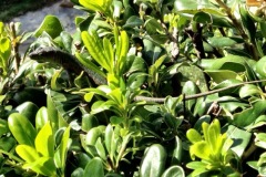 IMG_2521_Original