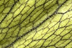 IMG_4520
