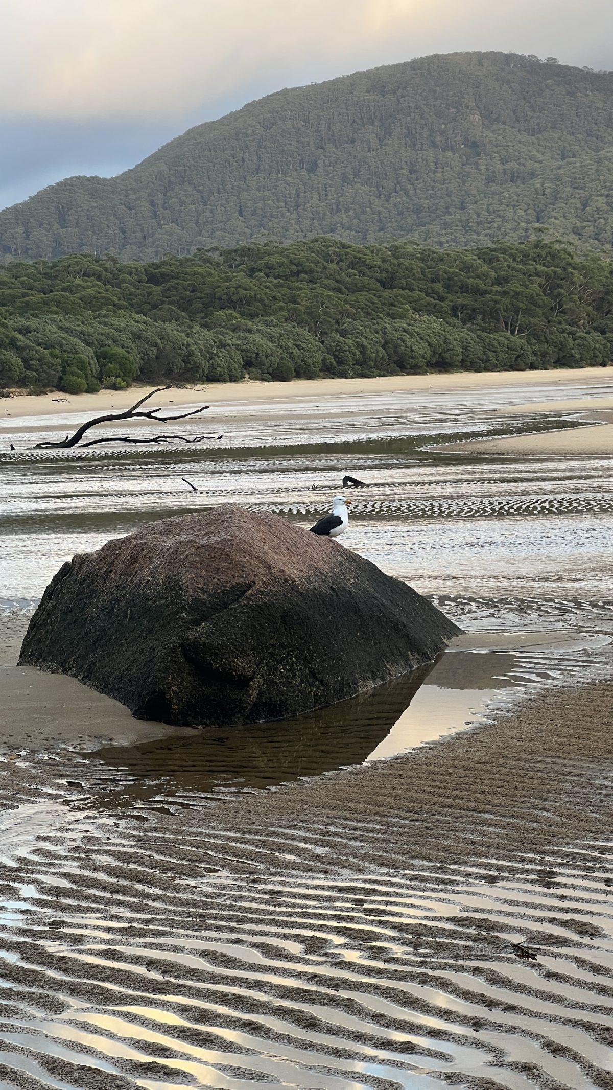 Sealers Cove